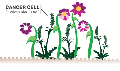 Impact of cancer cell (myeloma plasma cell) on a garden (representing bone marrow)