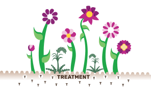 Progression of treatment on a garden (representing bone marrow)